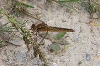 Crocothemis erythraea