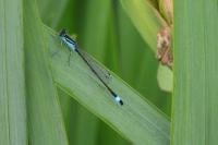 Ischnura elegans