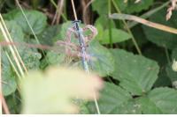 Platycnemis pennipes