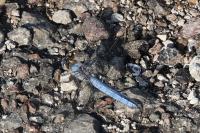 Orthetrum brunneum