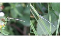 Platycnemis pennipes