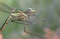 Lestes virens vestalis