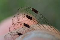 Lestes virens vestalis