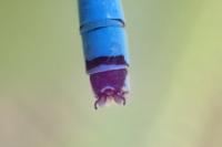 Coenagrion scitulum