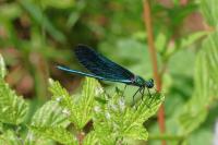 Calopteryx virgo virgo