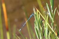 Coenagrion puella
