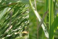 Coenagrion pulchellum
