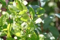 Lestes sponsa