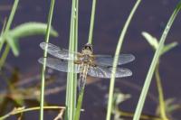 Libellula quadrimaculata