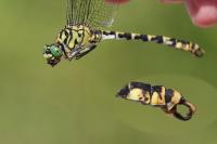 Onychogomphus forcipatus forcipatus
