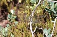 Orthetrum cancellatum