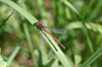 Pyrrhosoma nymphula