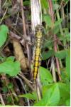 Orthetrum cancellatum