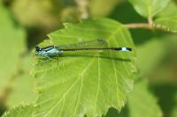 Ischnura elegans