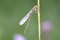 Ischnura elegans