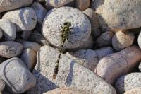 Onychogomphus forcipatus forcipatus