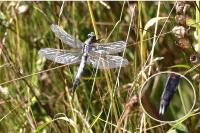 Orthetrum albistylum