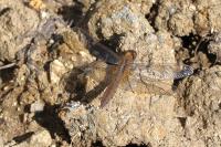 Crocothemis erythraea