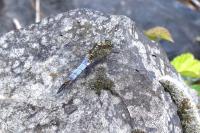 Orthetrum cancellatum