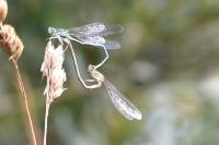 Platycnemis pennipes