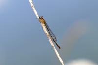 Ischnura elegans