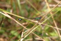 Ischnura elegans