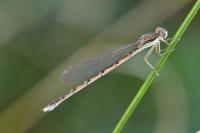 Sympecma fusca