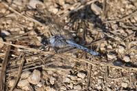 Orthetrum brunneum