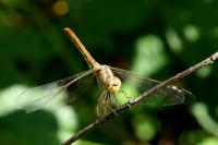 Sympetrum meridionale