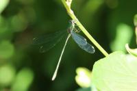 Chalcolestes viridis