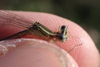 Platycnemis pennipes