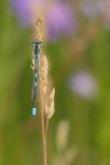 Coenagrion scitulum