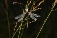 Lestes sponsa