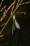 Lestes sponsa