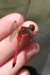 Sympetrum vulgatum