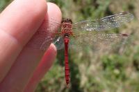 Sympetrum vulgatum