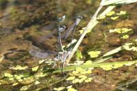 Platycnemis pennipes