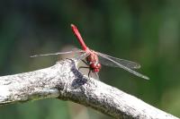 Sympetrum sanguineum