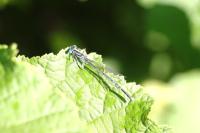 Platycnemis pennipes