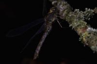Sympetrum striolatum