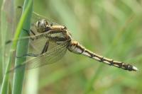 Orthetrum albistylum