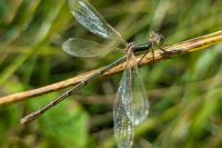 Lestes barbarus