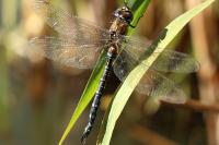Aeshna mixta