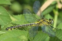 Gomphus vulgatissimus