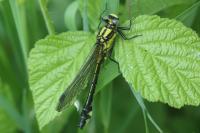 Gomphus vulgatissimus