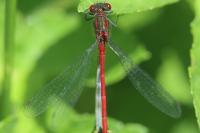 Pyrrhosoma nymphula