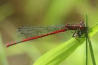 Pyrrhosoma nymphula