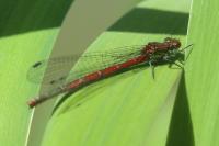 Pyrrhosoma nymphula