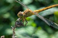 Sympetrum meridionale
