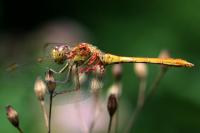 Sympetrum meridionale